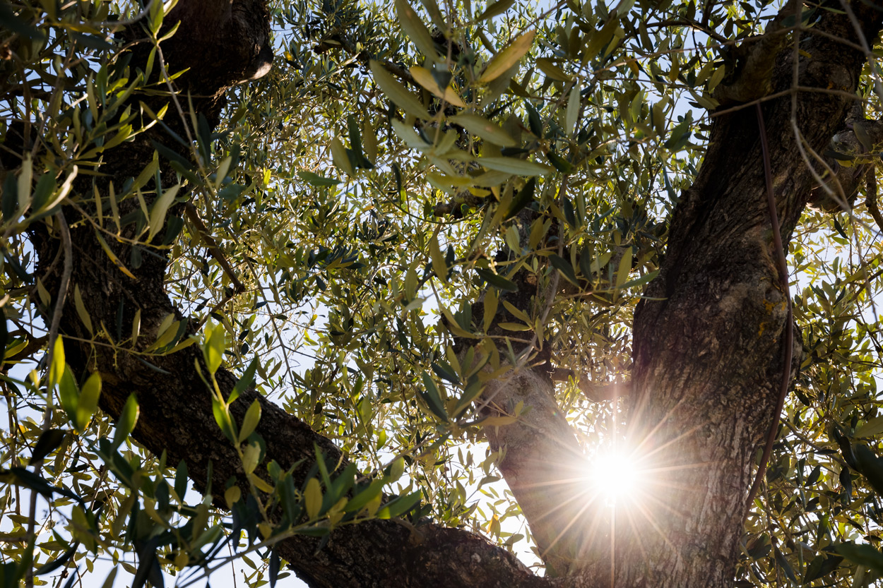 zonsopgang olijfbomen