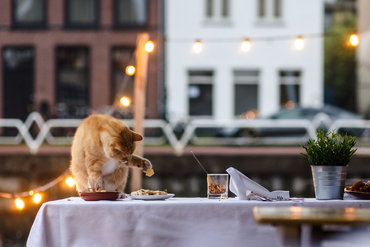 kat eet restjes van het bruidsdiner