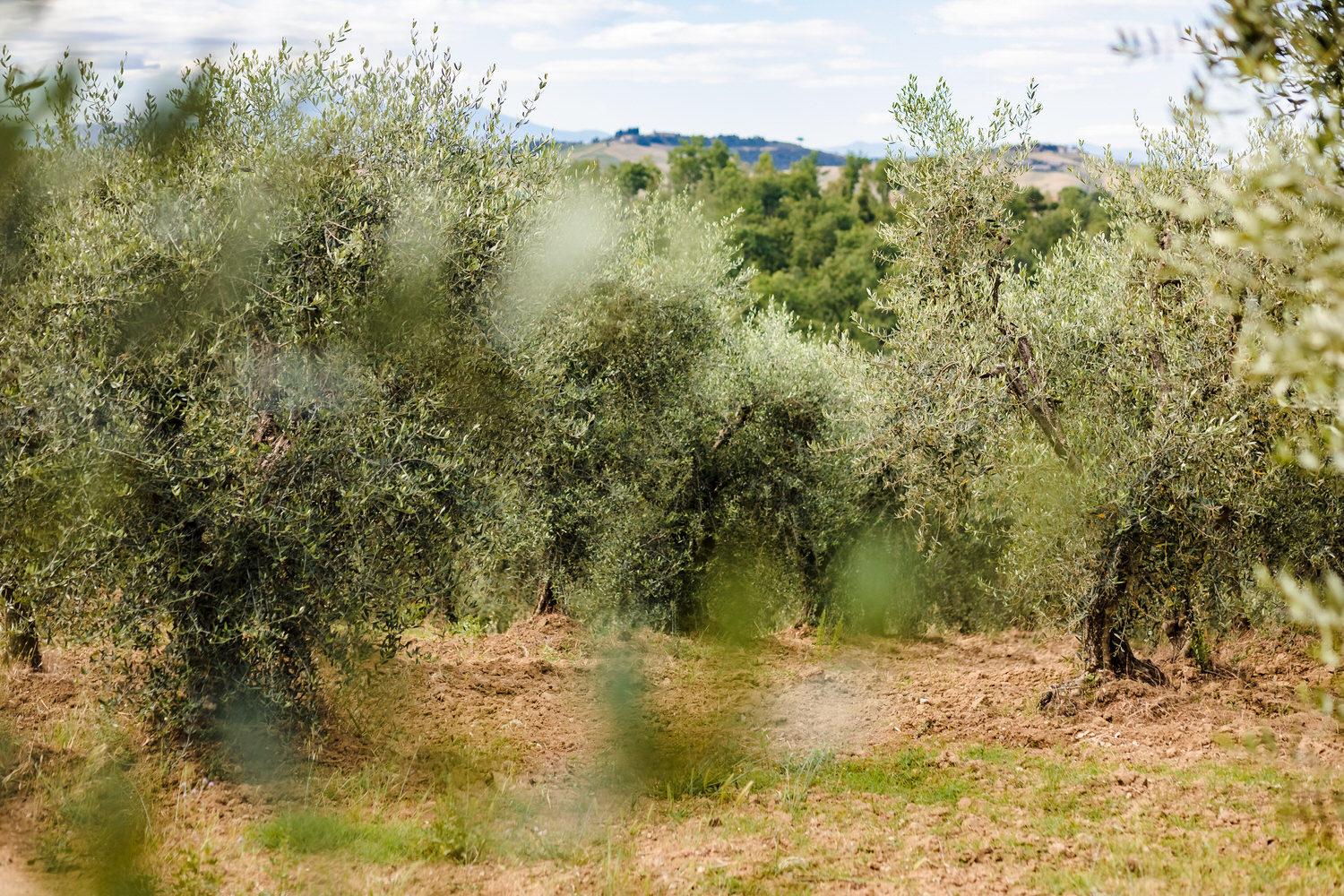olijfbomen in toscane
