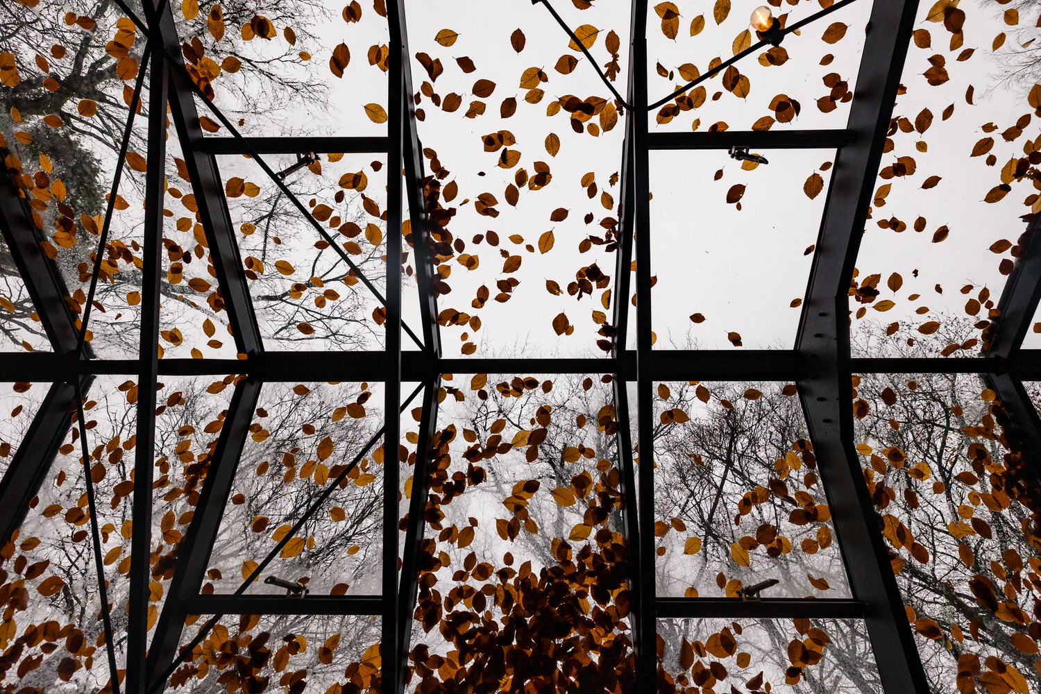 dak van de boskas in nijmegen vol met herfstblad